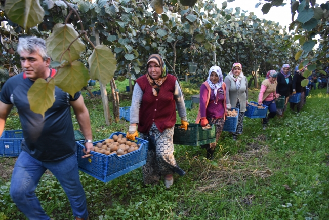 Bahçeye dönüştürülen bataklıkta 450 ton kivi üretildi